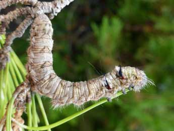  Chenille de Dendrolimus pini L. - ©Tristan Lafranchis