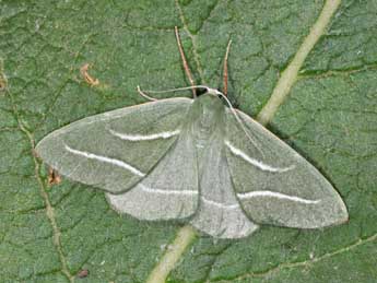 Hylaea pinicolaria Bell. adulte - ©Philippe Mothiron