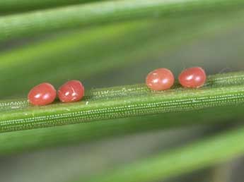  Oeuf de Hylaea pinicolaria Bell. - ©Philippe Mothiron