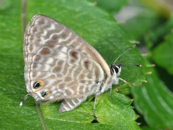 Leptotes pirithous L. adulte - ©Philippe Mothiron