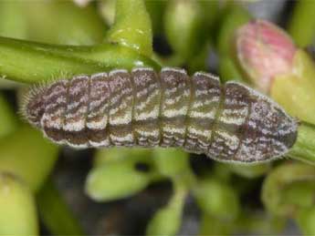  Chenille de Leptotes pirithous L. - Wolfgang Wagner, www.pyrgus.de