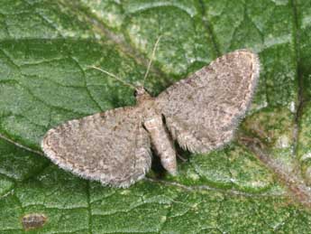 Eupithecia plumbeolata Hw. adulte - Philippe Mothiron