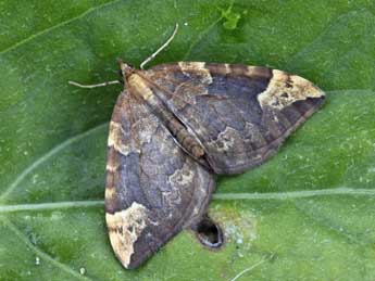 Eulithis populata L. adulte - ©Daniel Morel