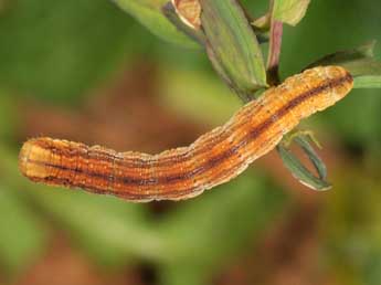  Chenille de Aplocera praeformata Hb. - ©Wolfgang Wagner, www.pyrgus.de