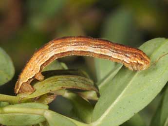  Chenille de Aplocera praeformata Hb. - Wolfgang Wagner, www.pyrgus.de