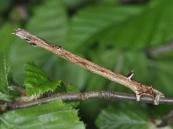  Chenille de Angerona prunaria L. - ©Philippe Mothiron