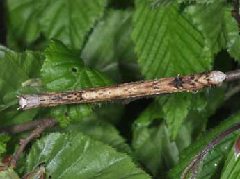  Chenille de Angerona prunaria L. - ©Philippe Mothiron