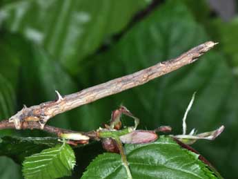  Chenille de Angerona prunaria L. - ©Philippe Mothiron