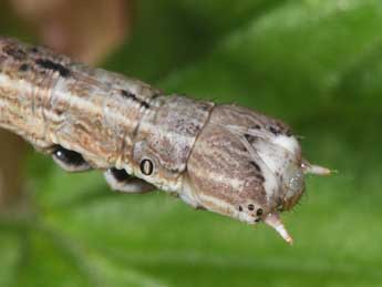  Chenille de Angerona prunaria L. - ©Philippe Mothiron