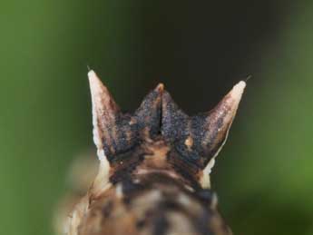  Chenille de Angerona prunaria L. - ©Philippe Mothiron