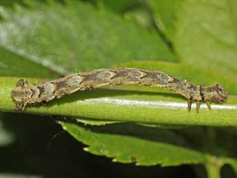  Chenille de Eulithis prunata L. - ©Jean-Paul Coat