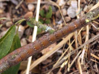  Chenille de Odonestis pruni L. - Daniel Morel