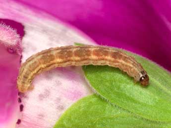  Chenille de Eupithecia pulchellata Stph. - ©Patrick Clement