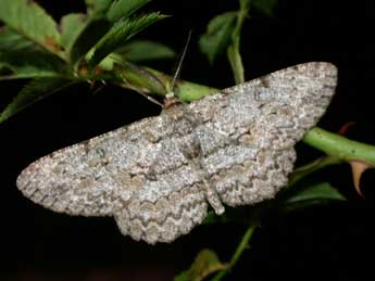 Hypomecis punctinalis Scop. adulte - ©Philippe Mothiron