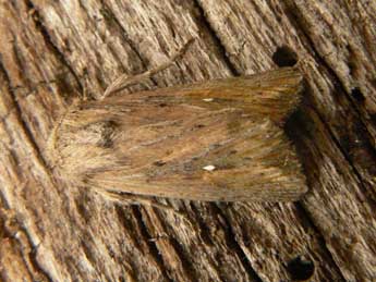 Leucania punctosa Tr. adulte - ©Olivier Pineau