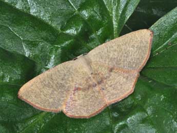 Cyclophora puppillaria Hb. adulte - ©Philippe Mothiron