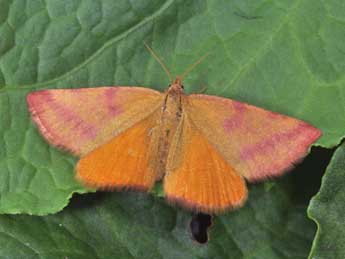 Lythria purpuraria L. adulte - Philippe Mothiron