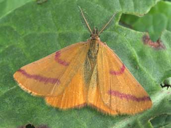 Lythria purpuraria L. adulte - ©Philippe Mothiron