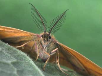 Lythria purpuraria L. adulte - Philippe Mothiron