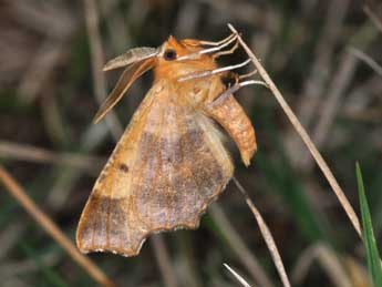 Ennomos quercinaria Hfn. adulte - ©Philippe Mothiron