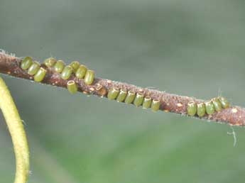  Oeuf de Ennomos quercinaria Hfn. - Philippe Mothiron