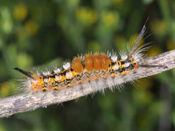  Chenille de Orgyia recens Hb. - Philippe Mothiron