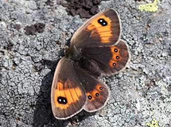 Erebia rondoui Obth. adulte - Jude Lock