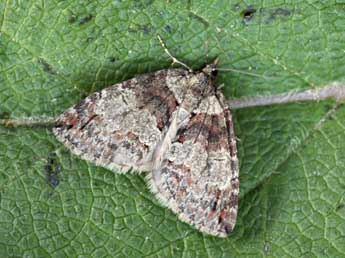 Hydriomena ruberata Frr adulte - Daniel Morel