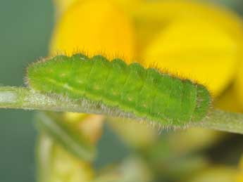  Chenille de Callophrys rubi L. - ©Philippe Mothiron