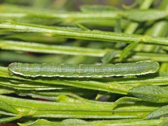  Chenille de Chesias rufata F. - ©Jean-Paul Coat