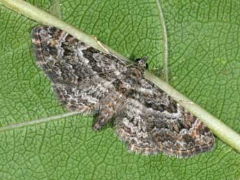 Gymnoscelis rufifasciata Hw. adulte - Philippe Mothiron