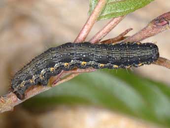  Chenille de Triphosa sabaudiata Dup. - ©Wolfgang Wagner, www.pyrgus.de