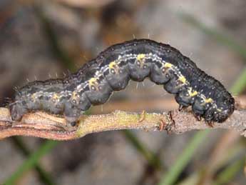  Chenille de Triphosa sabaudiata Dup. - ©Wolfgang Wagner, www.pyrgus.de