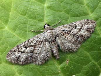 Eupithecia santolinata Mab. adulte - ©Daniel Morel