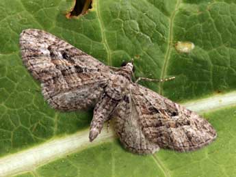 Eupithecia santolinata Mab. adulte - Daniel Morel