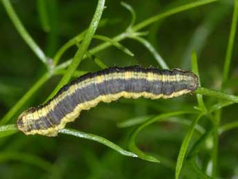  Chenille de Camptogramma scripturata Hb. - Wolfgang Wagner, www.pyrgus.de