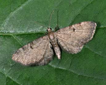 Eupithecia selinata H.-S. adulte - Philippe Mothiron