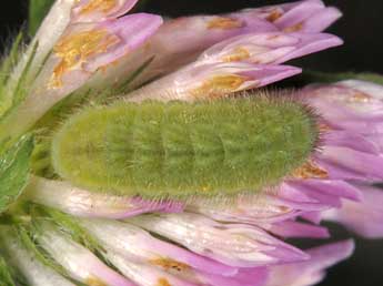  Chenille de Cyaniris semiargus Rott. - Wolfgang Wagner, www.pyrgus.de