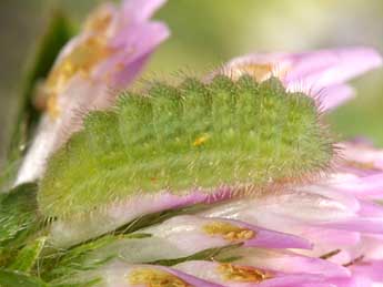  Chenille de Cyaniris semiargus Rott. - Wolfgang Wagner, www.pyrgus.de