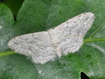 Idaea seriata Schrk adulte - Philippe Mothiron