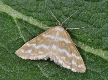 Idaea sericeata Hb. adulte - Philippe Mothiron