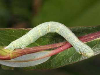  Chenille de Pterapherapteryx sexalata Retz. - ©Wolfgang Wagner, www.pyrgus.de