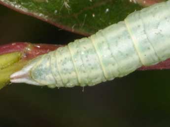  Chenille de Pterapherapteryx sexalata Retz. - ©Wolfgang Wagner, www.pyrgus.de