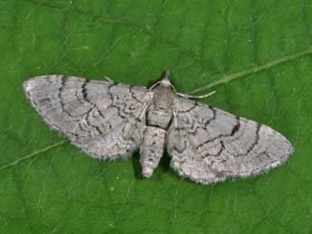 Eupithecia silenicolata Mab. adulte - ©Philippe Mothiron