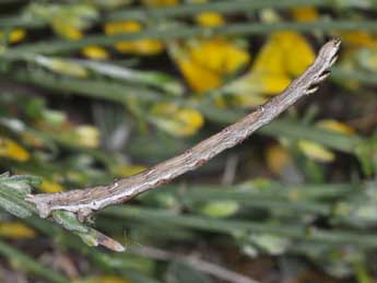  Chenille de Synopsia sociaria Hb. - ©Philippe Mothiron