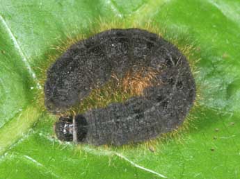  Chenille de Conistra staudingeri Grasl. - Philippe Mothiron