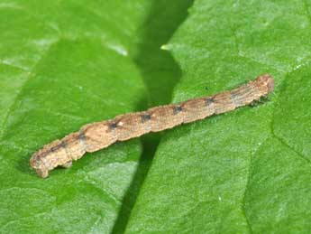  Chenille de Idaea straminata Bkh. - Philippe Mothiron