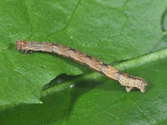  Chenille de Idaea straminata Bkh. - Philippe Mothiron