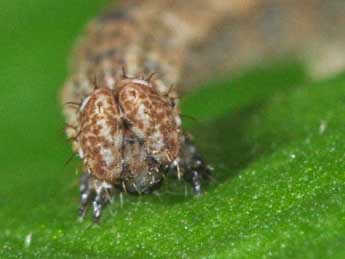  Chenille de Idaea straminata Bkh. - Philippe Mothiron