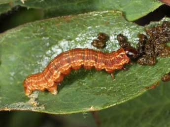  Chenille de Rheumaptera subhastata Nolck. - ©Wolfgang Wagner, www.pyrgus.de